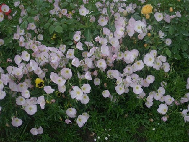 oenothera